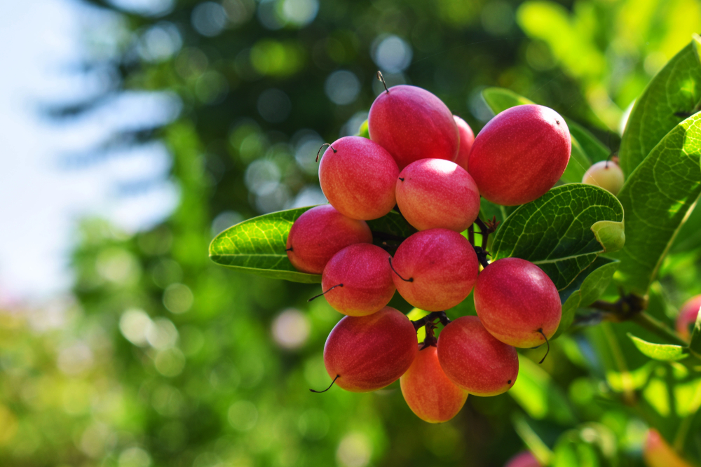 la-baie-du-miracle-naturopathe-bordeaux-alimentation